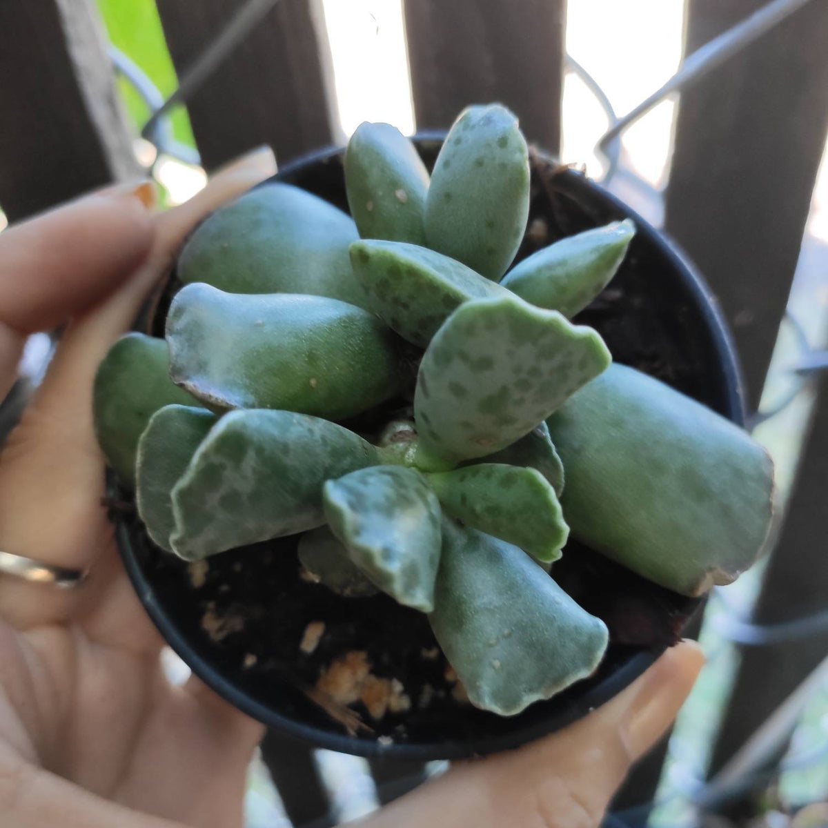 Adromischus cooperi succulent with green, speckled rosette leaves.