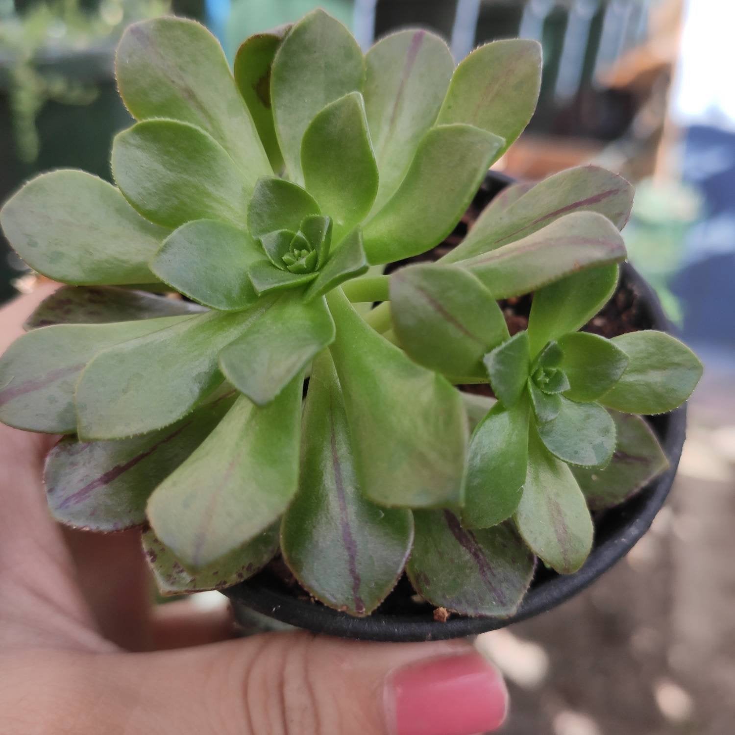 Aeonium Bronze Medal - Succulents Depot