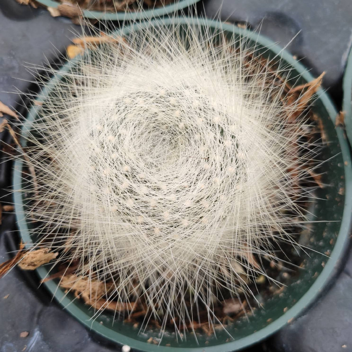 Rebutia Albipilosa Cactus in small nursery pot.