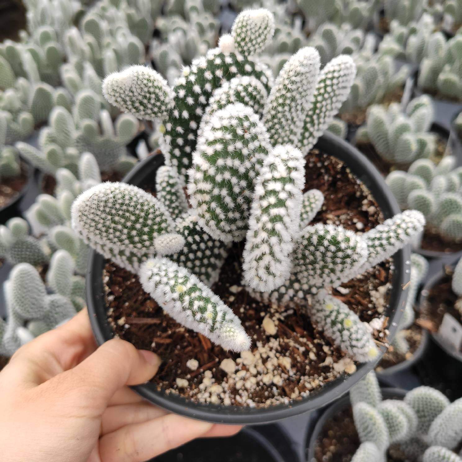 Opuntia microdasys var. albospina 'White Bunny Ears' - Succulents Depot