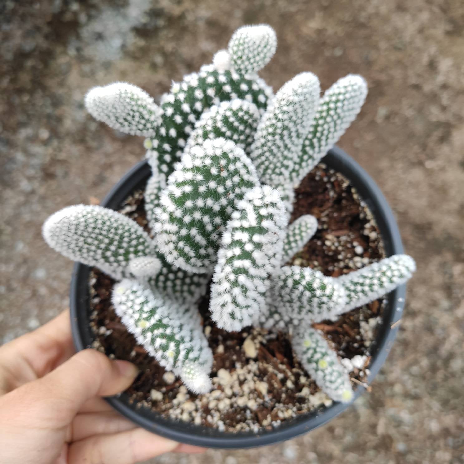 Opuntia microdasys var. albospina 'White Bunny Ears' - Succulents Depot