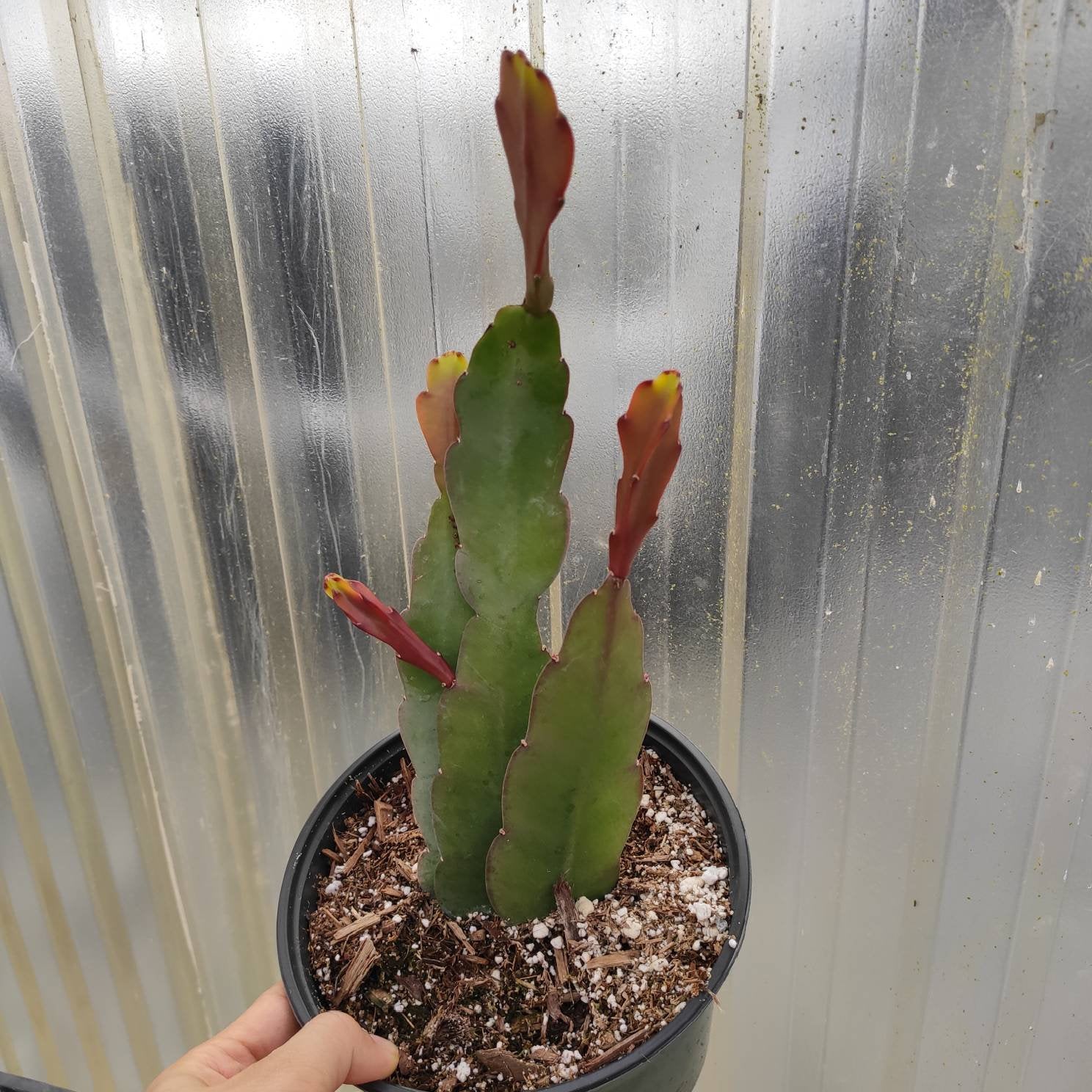 Epiphyllum Sp - Succulents Depot