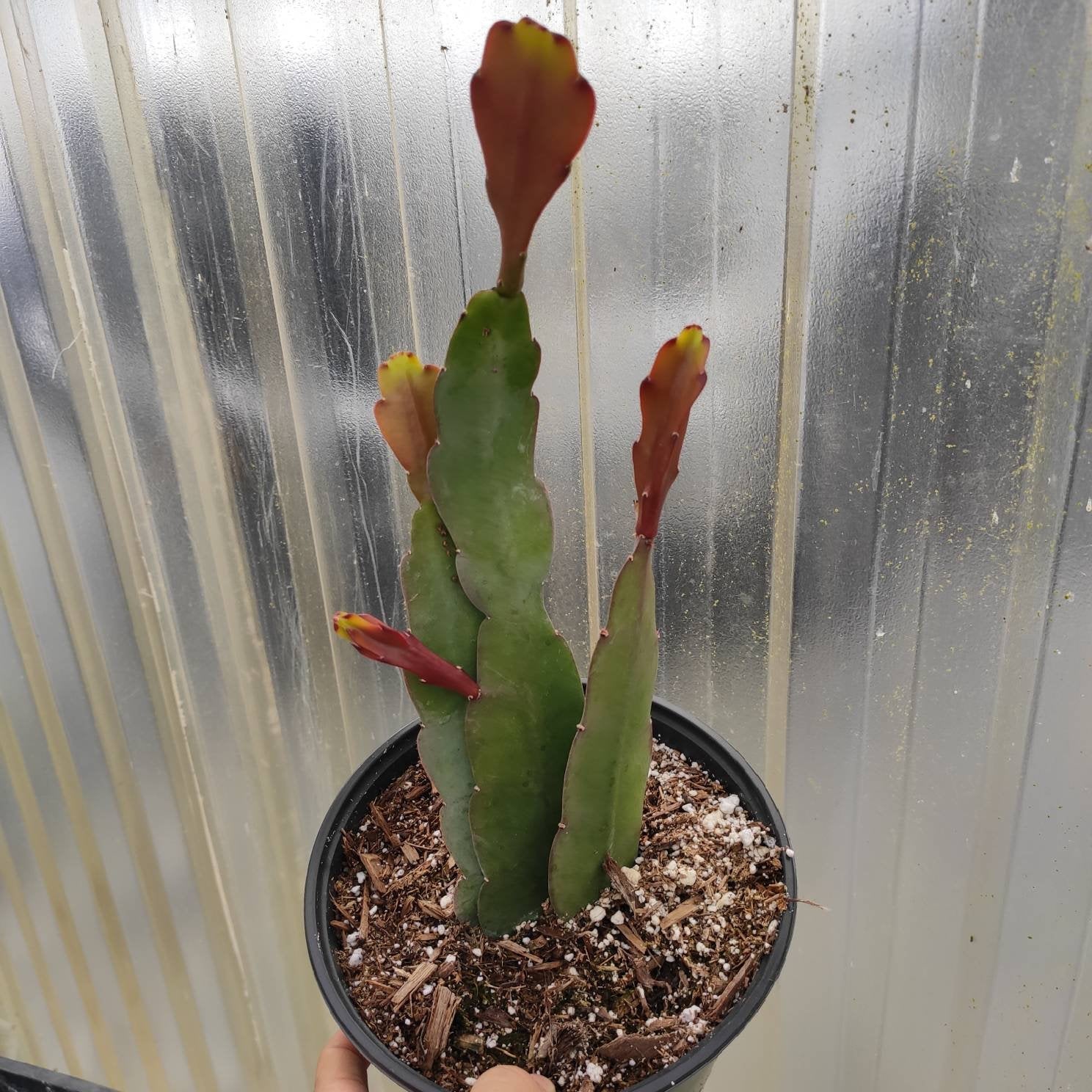 Epiphyllum Sp - Succulents Depot