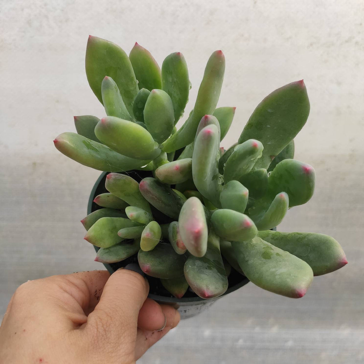 Pachyveria ‘Jewel Tone’ succulent with pink-tipped leaves in pot.