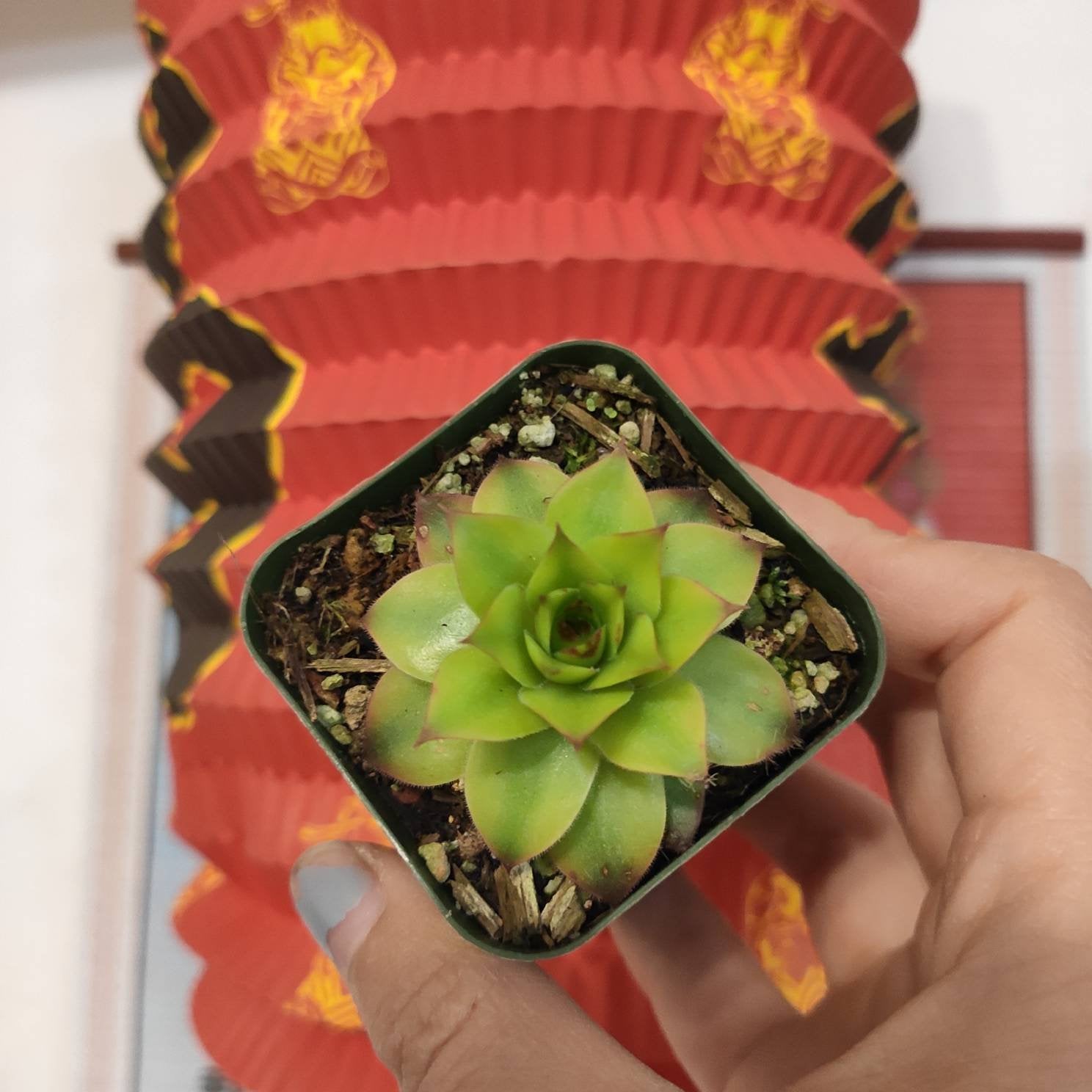 jungle succulents Sempervivum "Jungle Fire"