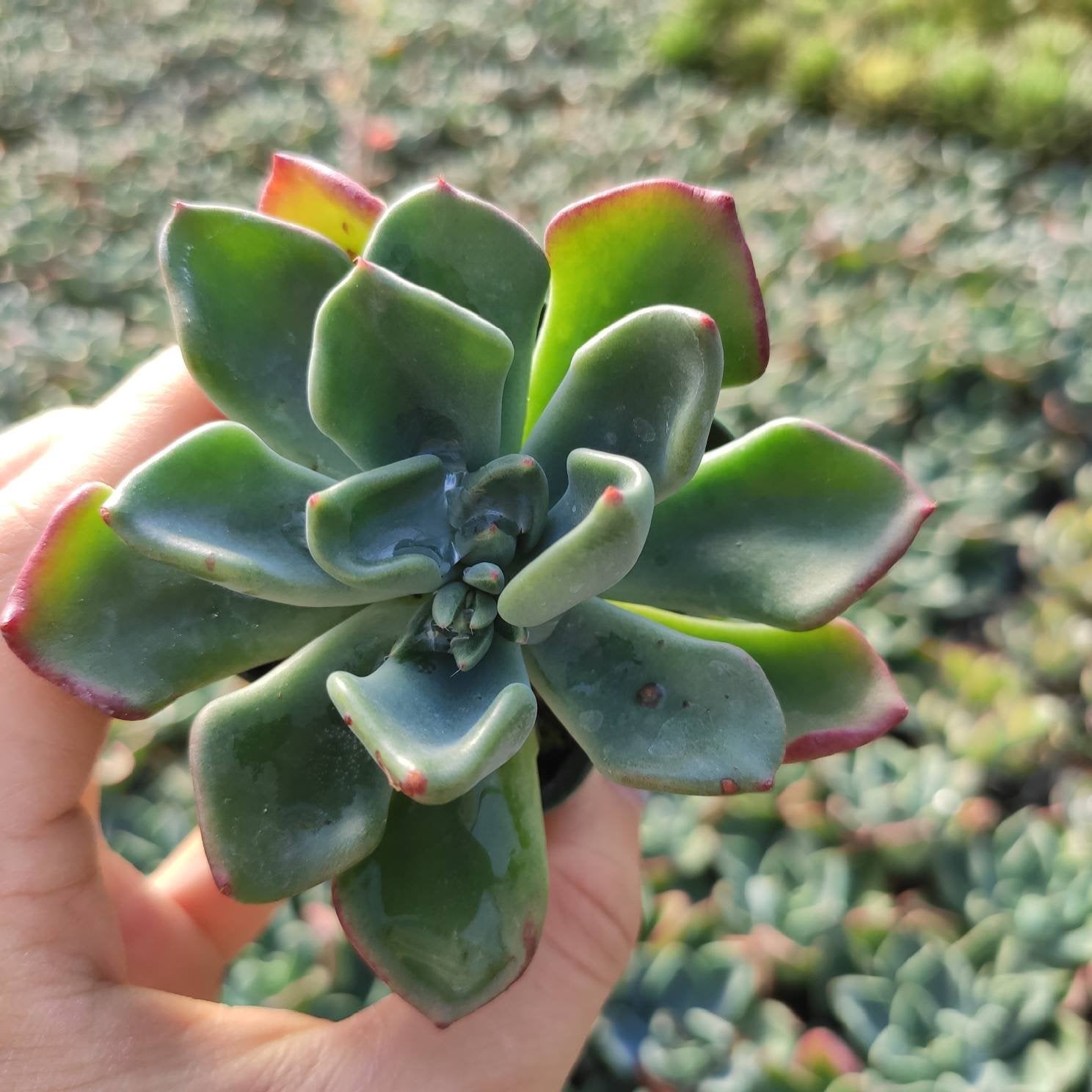 Echeveria 'Goochie' - Succulents Depot