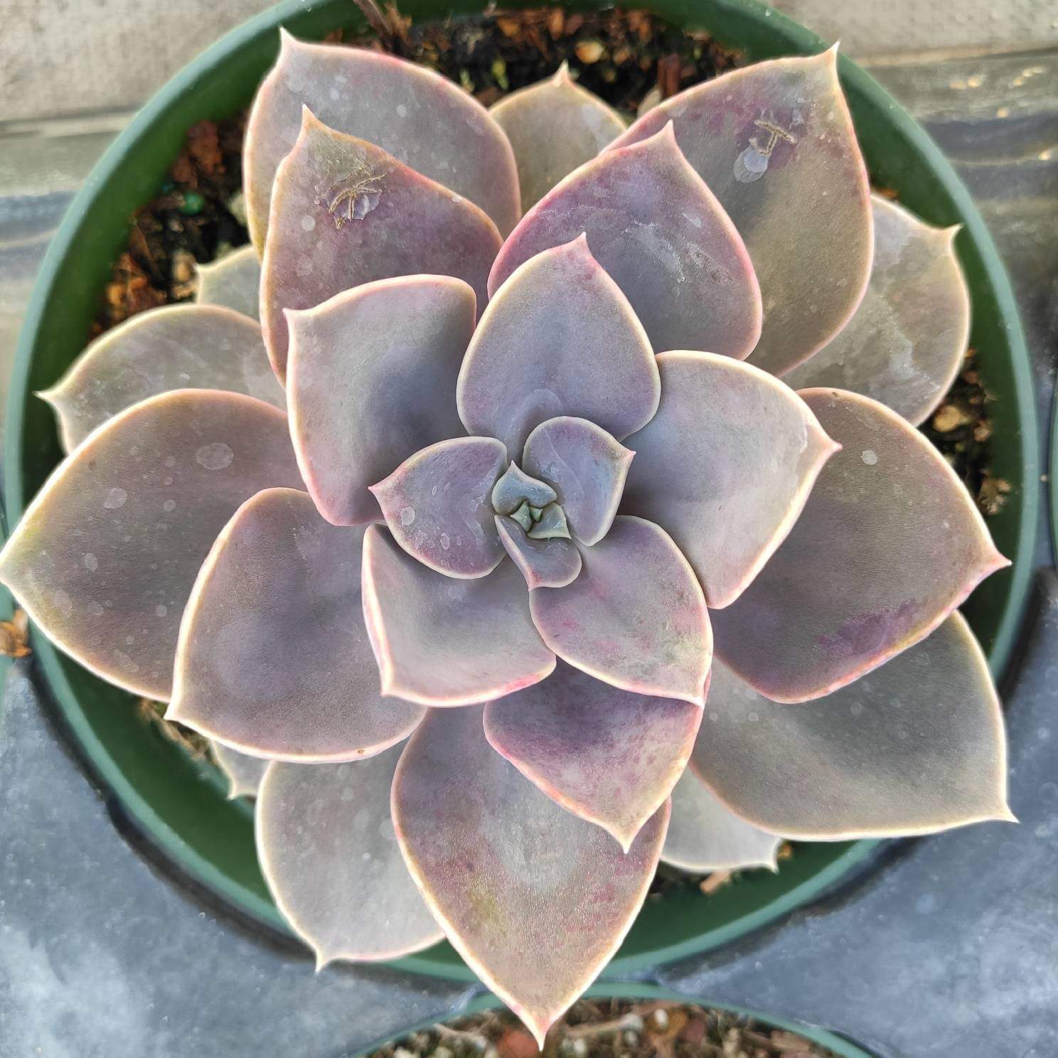 Echeveria 'Perle von Nurnberg' - Succulents Depot