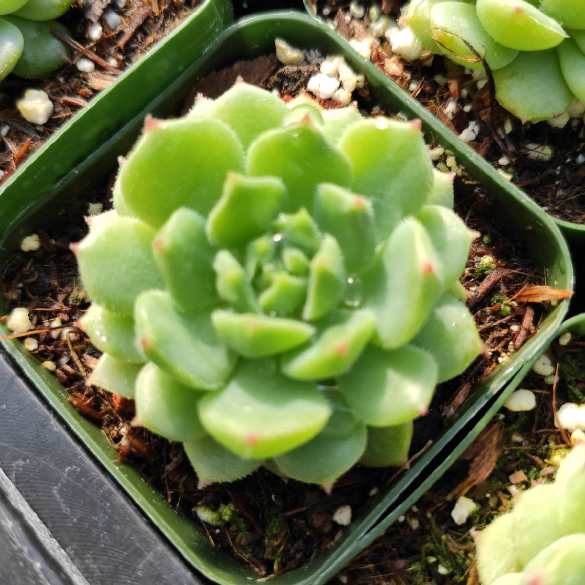 Echeveria 'Dondo' succulent in green pot with reddish tips.