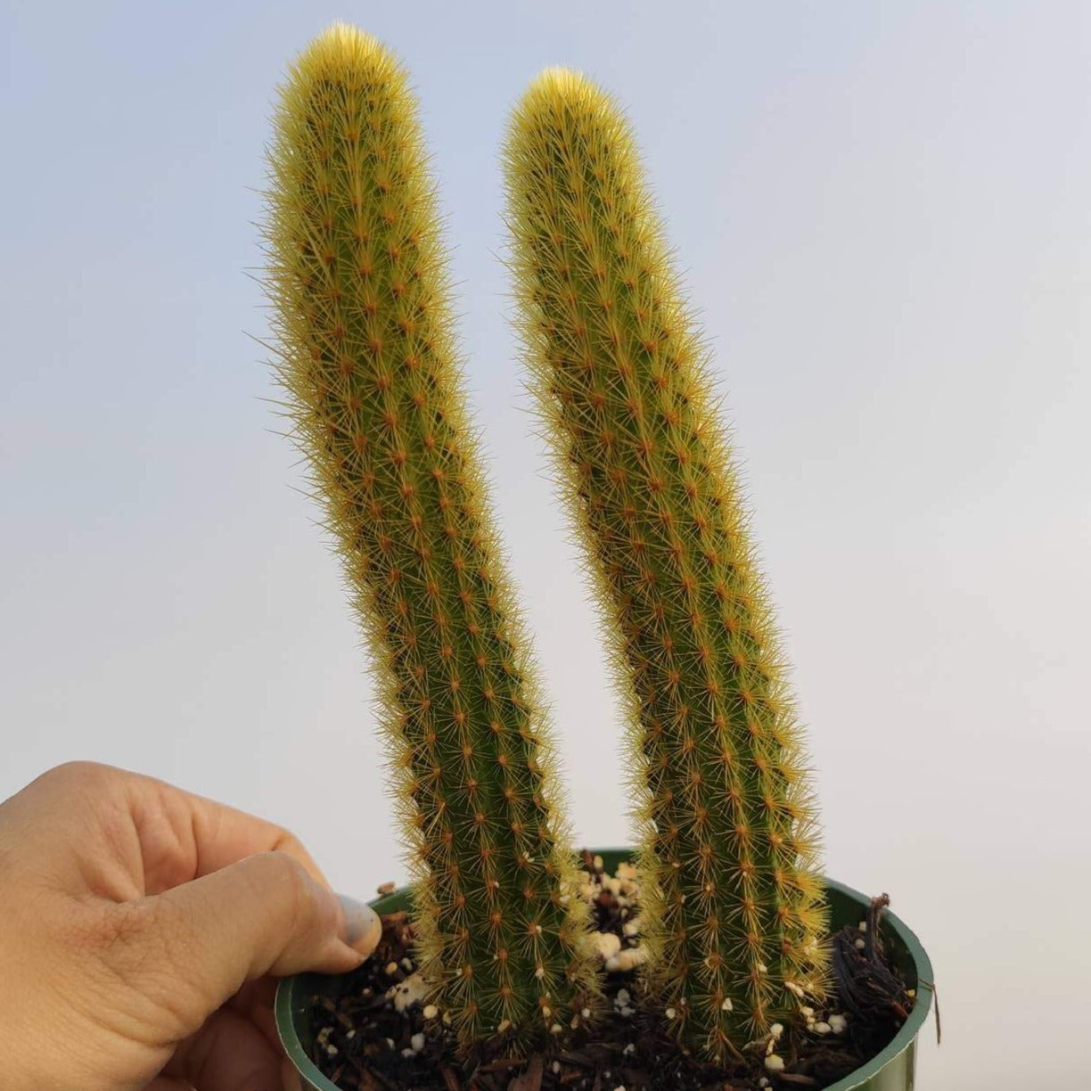 Cleistocactus winteri Golden Rat Tail - Succulents Depot