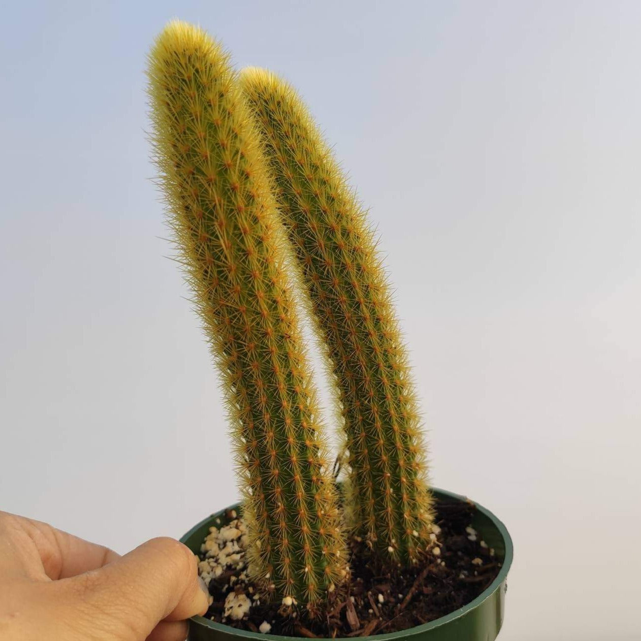 Cleistocactus winteri Golden Rat Tail - Succulents Depot