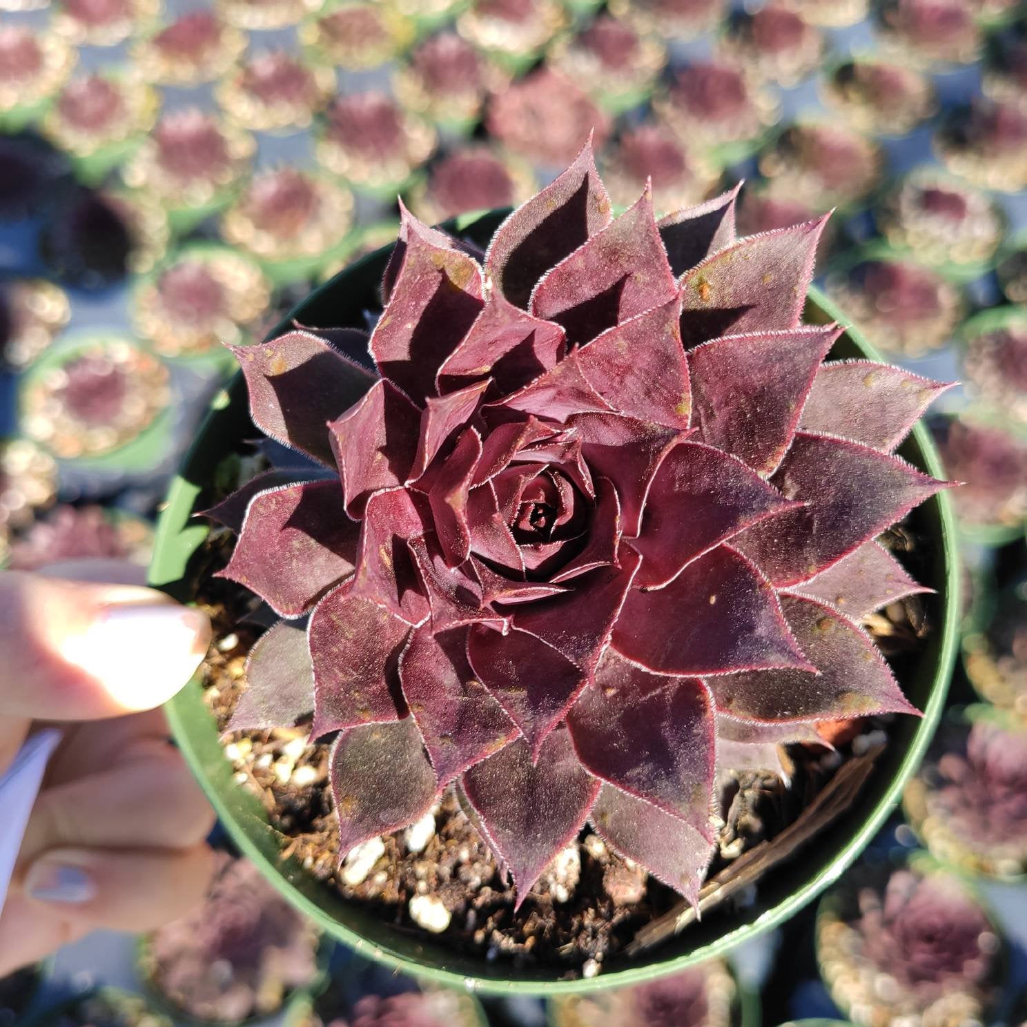 Sempervivum Red Lion - Succulents Depot