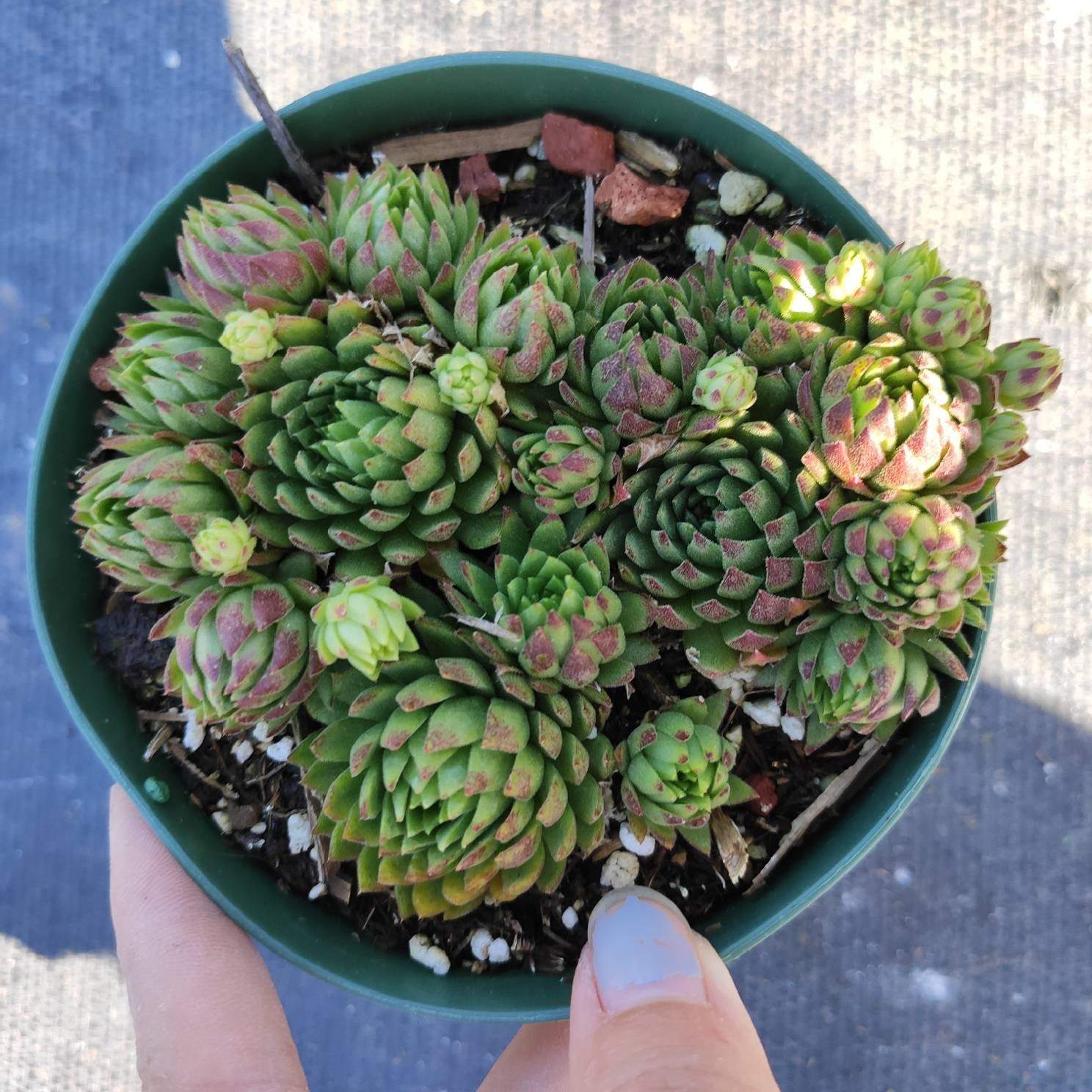 サボテン Hybrid globe Sempervivum globiferum ssp. Hirtum High Tatra