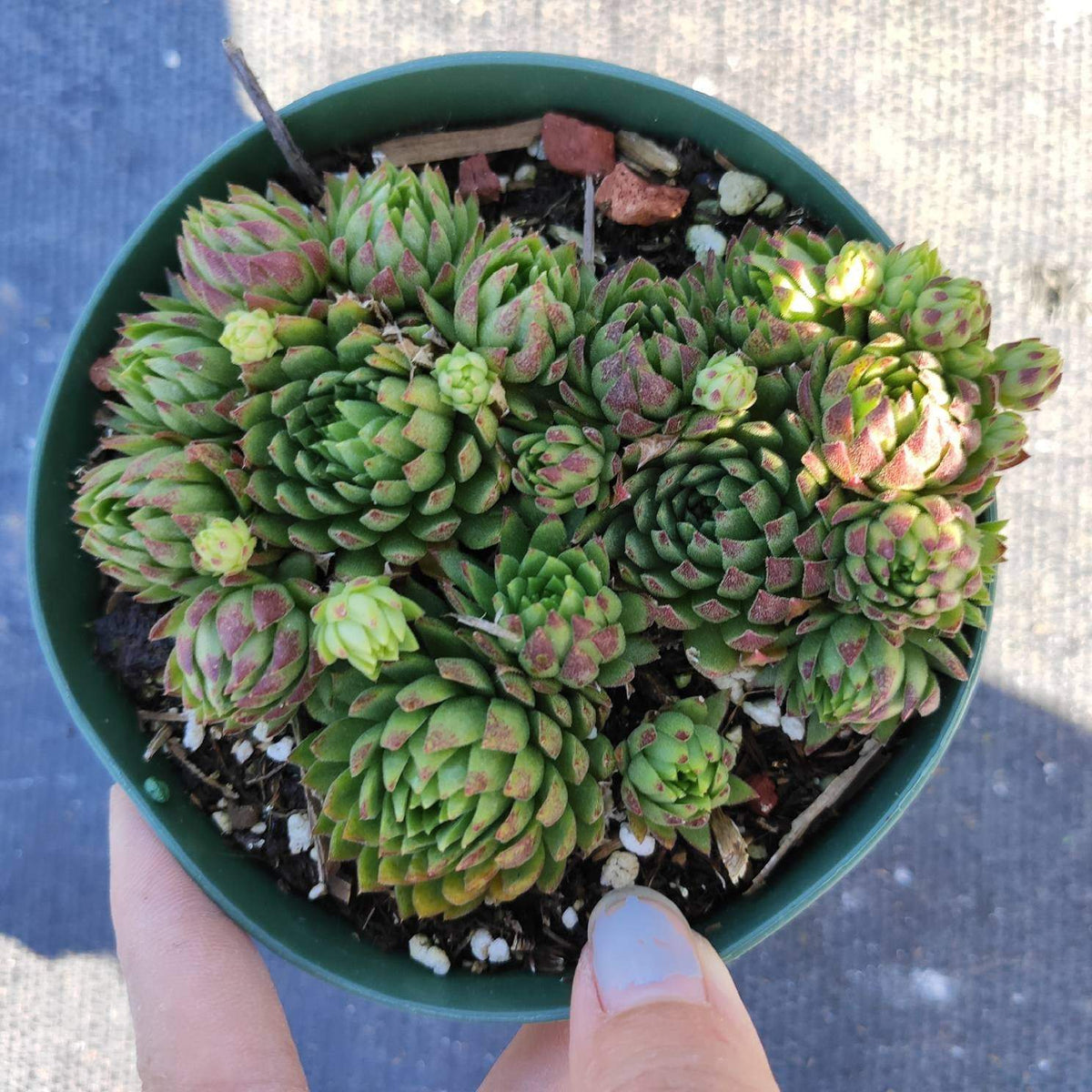 Sempervivum globiferum ssp. Hirtum with rosettes and offsets.