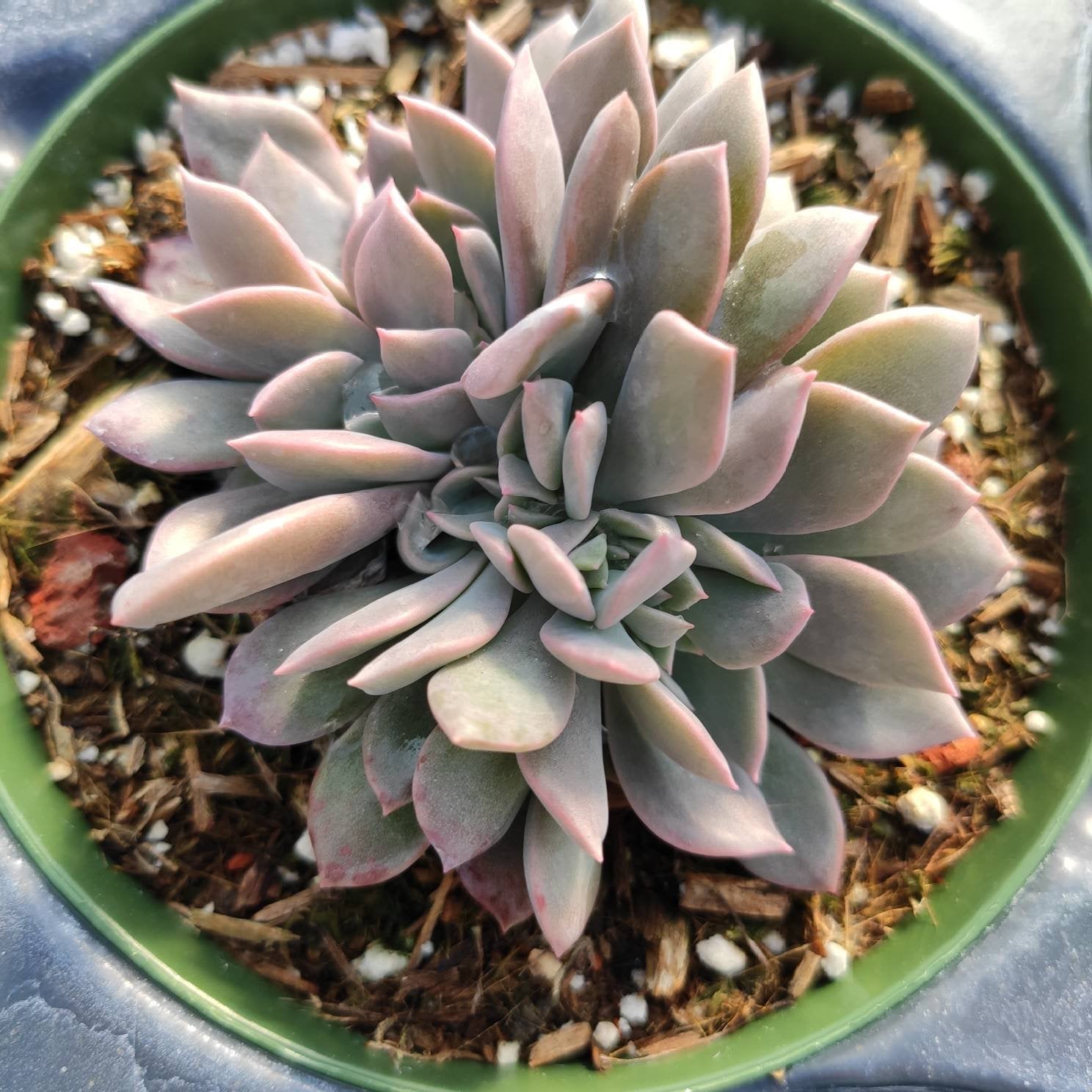 debbie succulent Graptoveria Debbie Crest