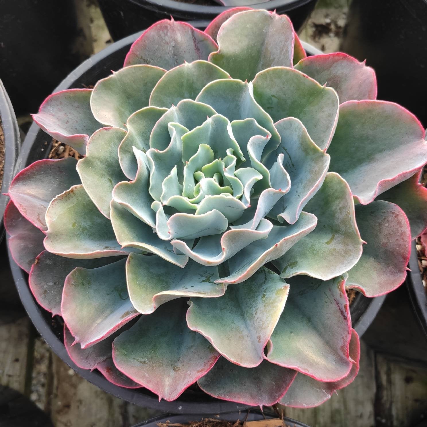 Echeveria 'Blue Waves' - Succulents Depot