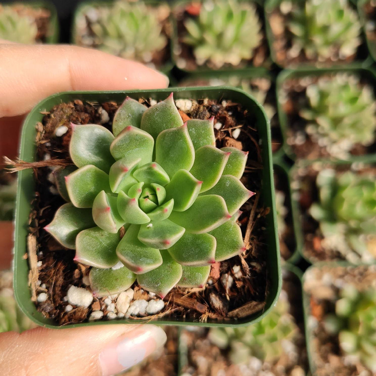 Graptoveria Olivia succulent in a small square pot.