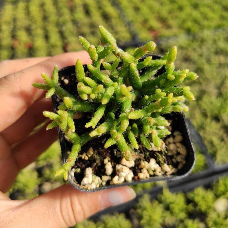 Rhipsalis cereuscula in a small nursery pot.