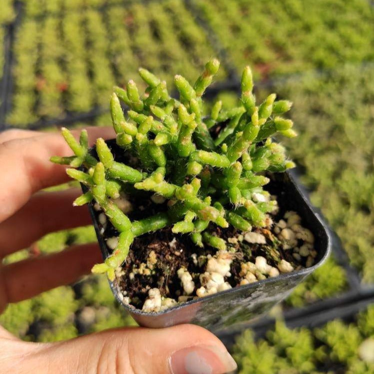 Rhipsalis cereuscula in hand, vibrant green stems.