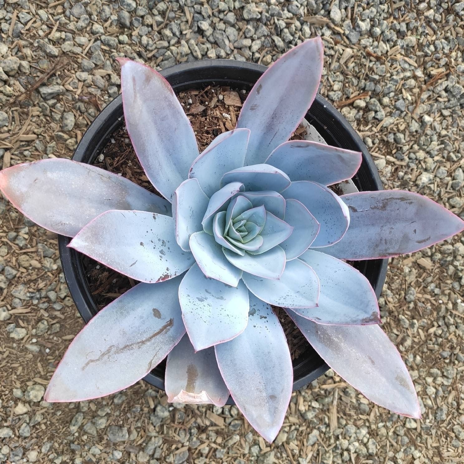 Echeveria cante