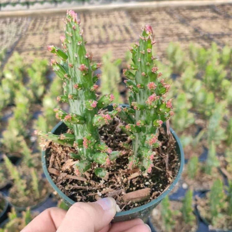 Opuntia monacantha variegata - Variegated Joseph's Coat - Succulents Depot