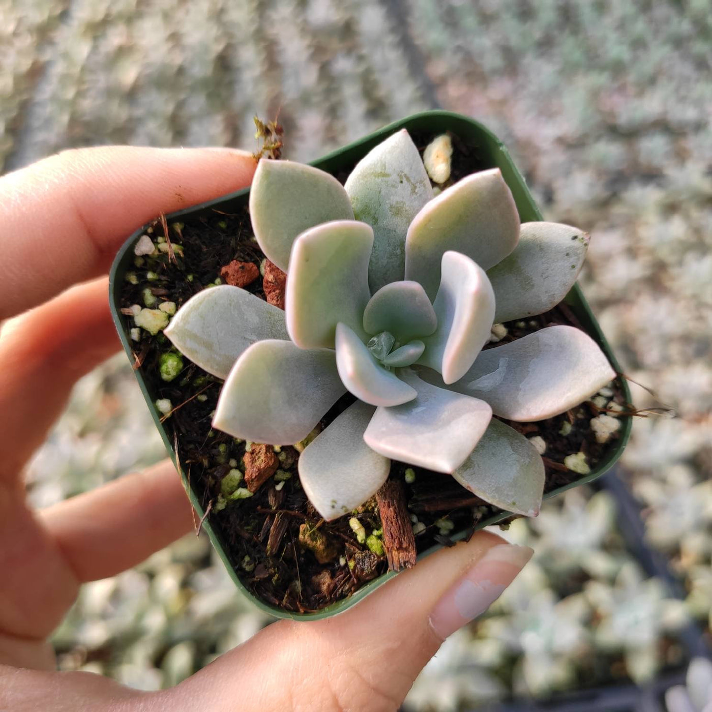 Graptoveria 'Debbie' succulent in a 2-inch pot.