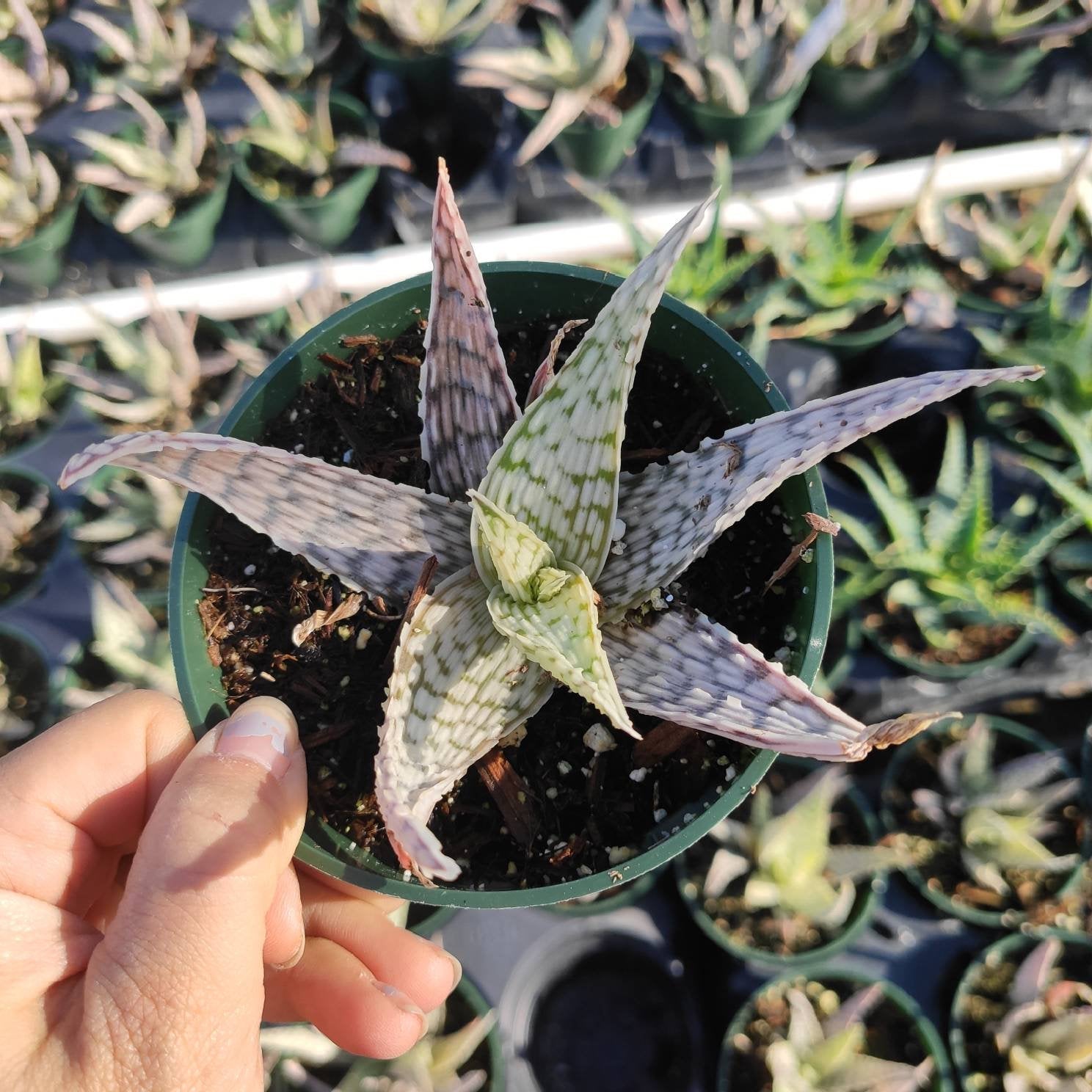 Aloe 'Delta Lights' in hand amidst greenhouse succulents.