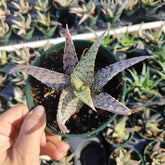 Aloe 'Delta Lights' - Succulents Depot