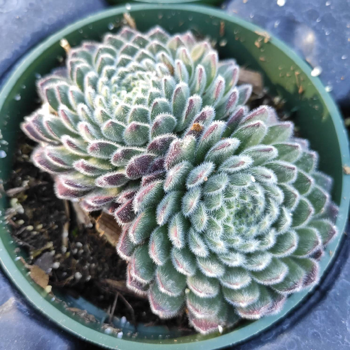 Sempervivum 'Plum Fuzzy' in a green nursery pot.