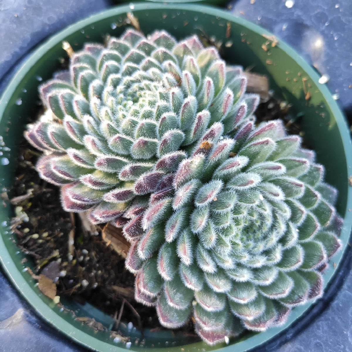 Sempervivum 'Plum Fuzzy' potted succulent with red-tinged green rosettes.