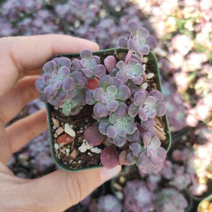Sedum spathulifolium 'Carnea' Stonecrop in nursery pot.