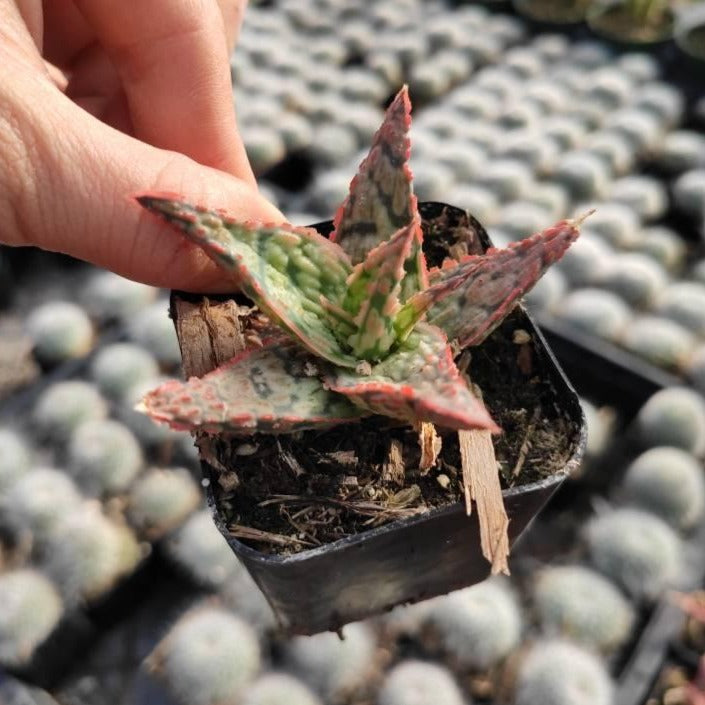 Aloe 'Pink Blush' - Succulents Depot