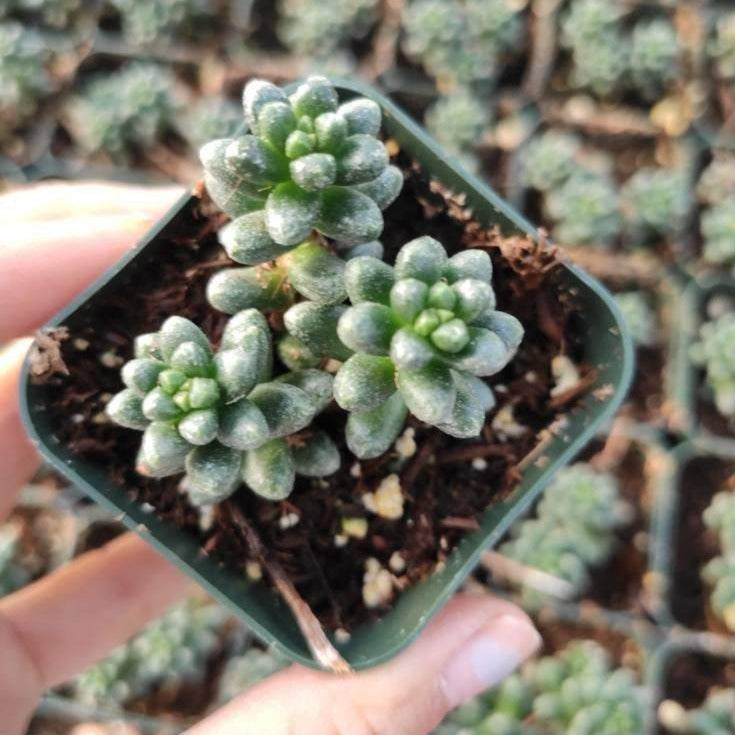 Sedum furfuraceum in a nursery pot with rosette leaves.