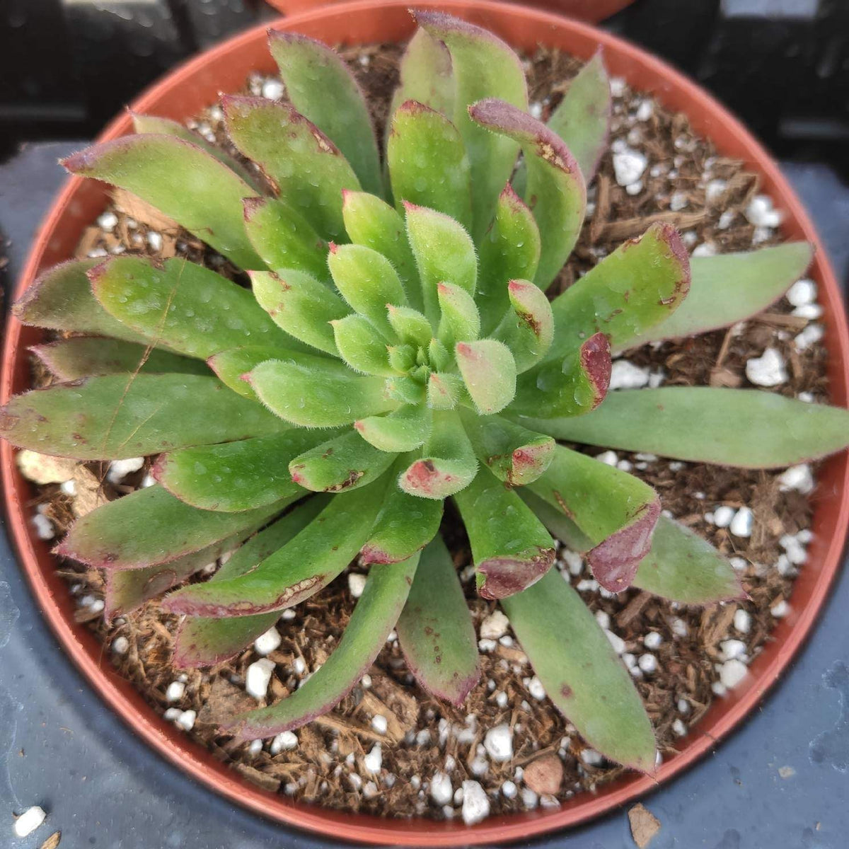 Orostachys chanetii succulent with reddish-tipped, radial leaves in pot.