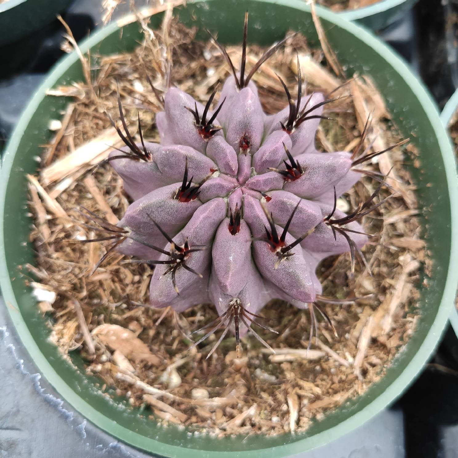 jj cactus succulents Neoporteria Jussieui Cactus