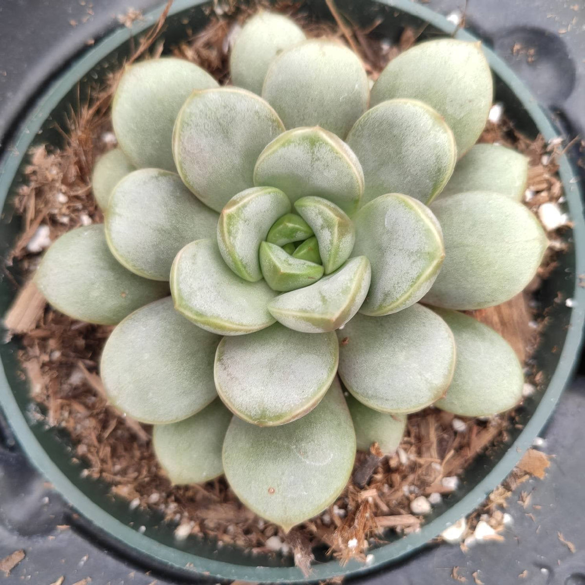 Graptoveria 'Amethorum' potted succulent, rosette formation.