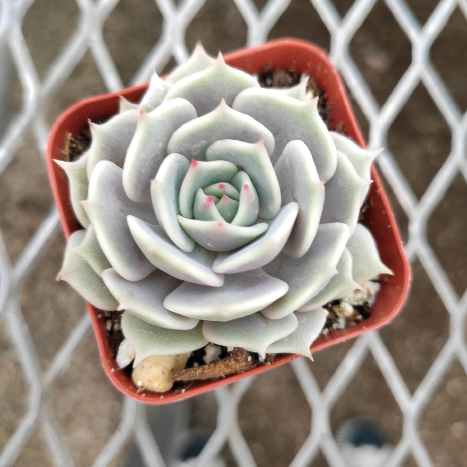 Echeveria 'Lola' - Succulents Depot