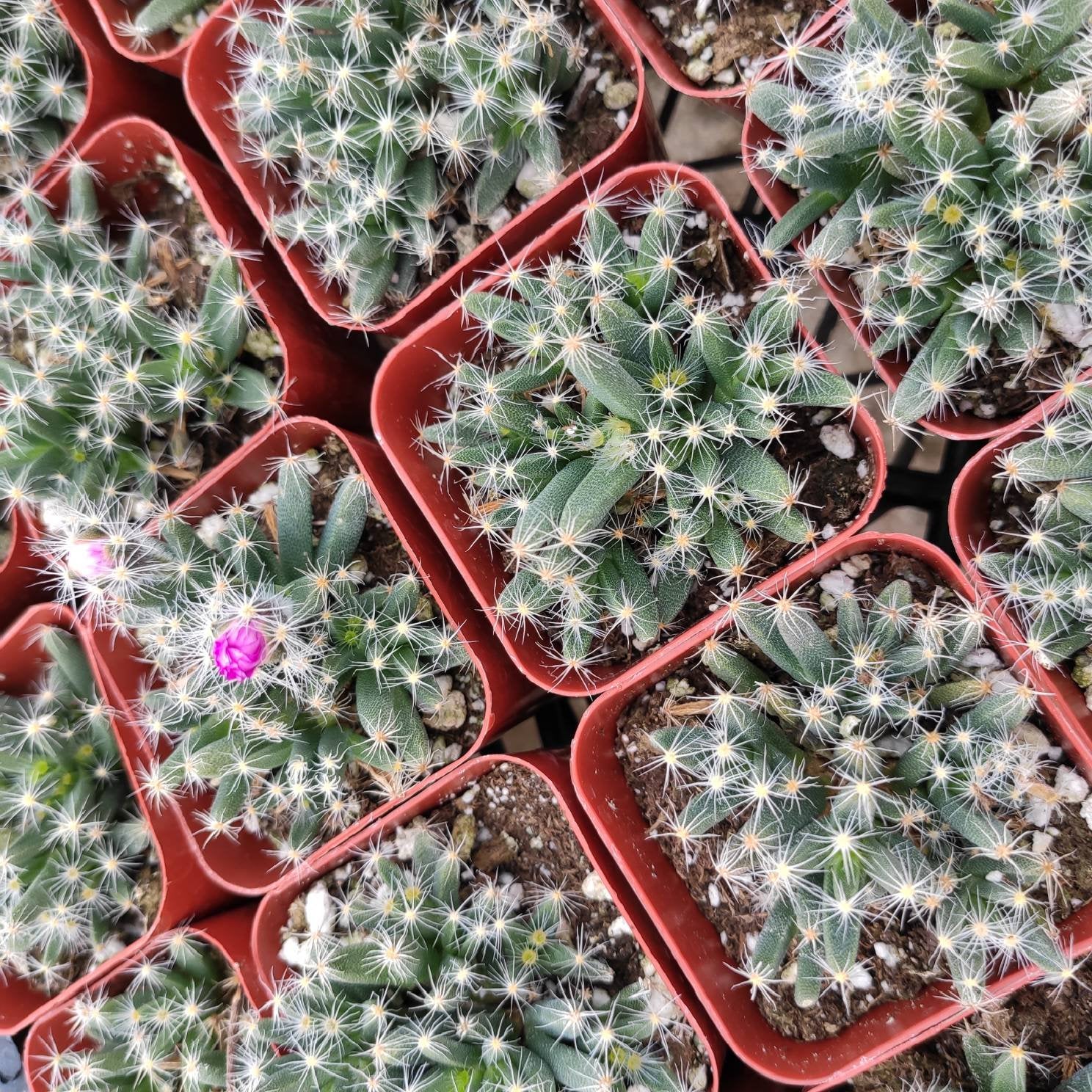 desert rose potted plant Trichodiadema densum 'Mini Desert Rose'