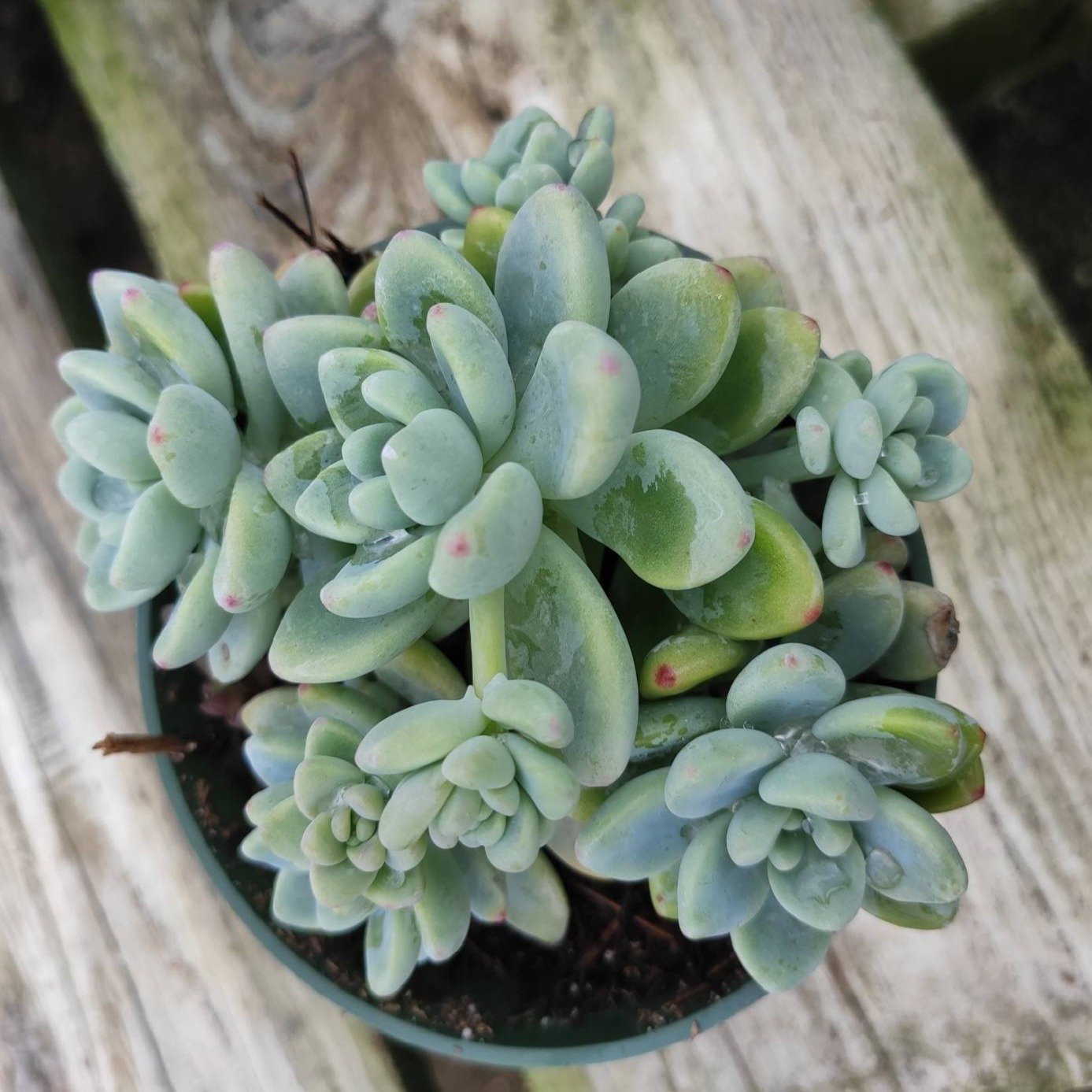 sedum salsa succulent Sedum clavatum 4 Inch
