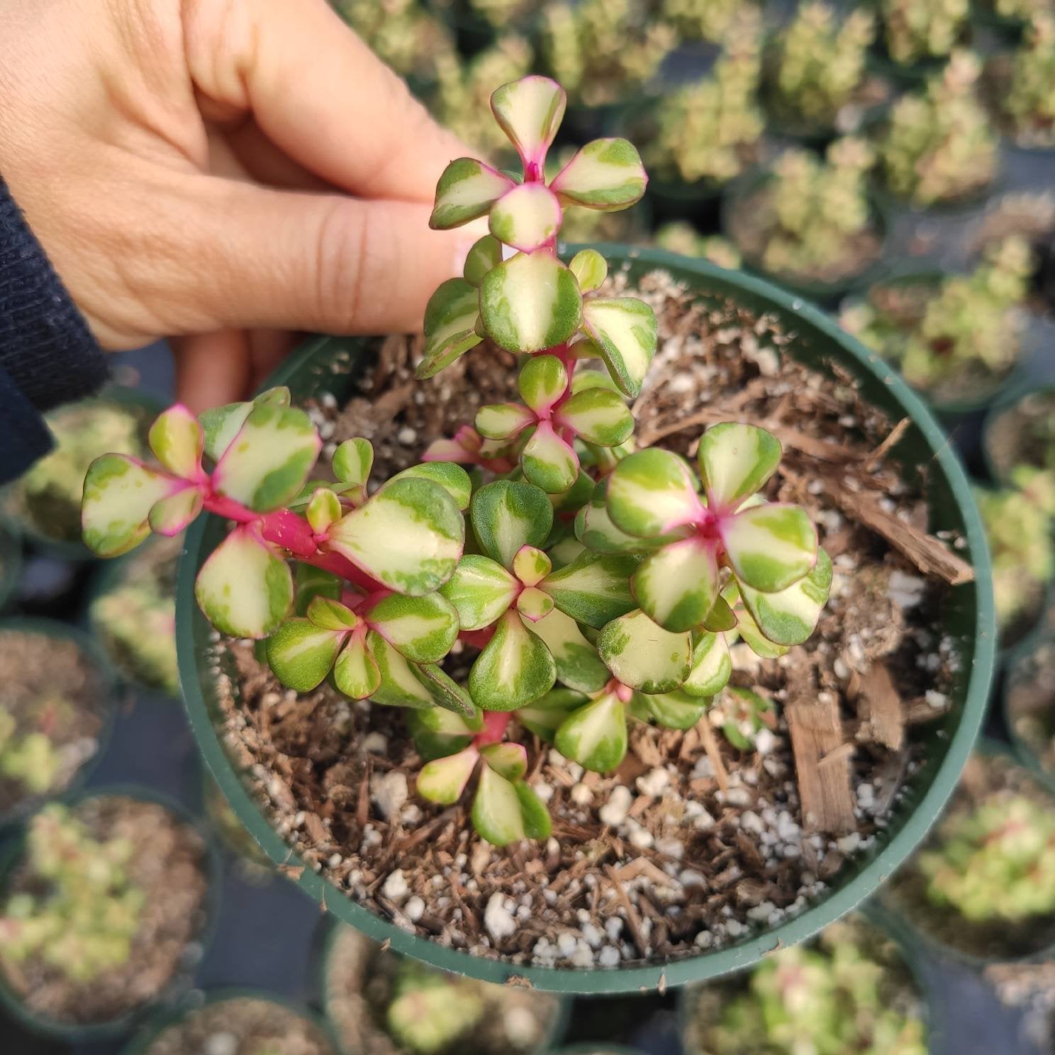 Portulacaria afra 'Elephant Bush' - Succulents Depot