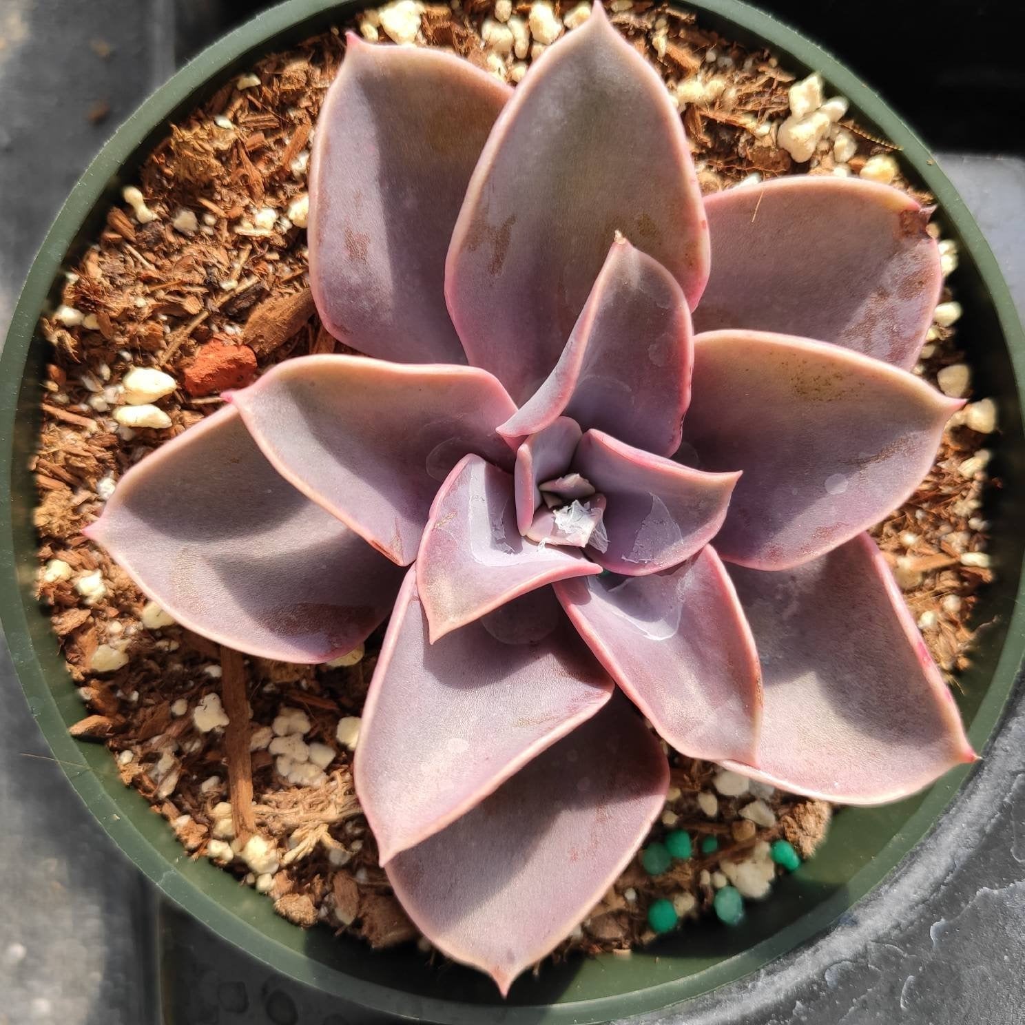 succulent plant perle von nurnberg Echeveria 'Perle von Nurnberg'