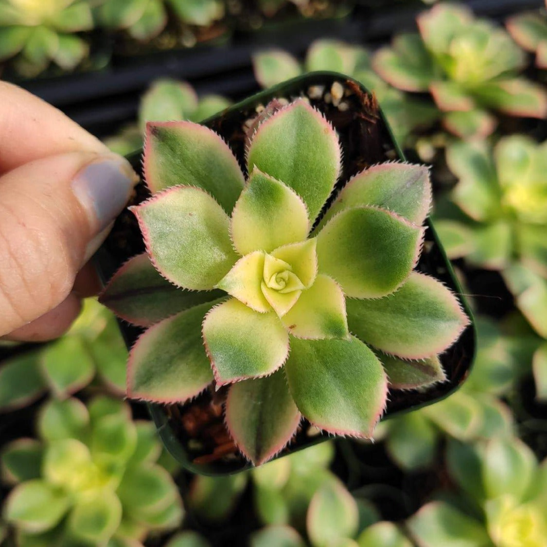 Aeonium 'Kiwi' - Succulents Depot