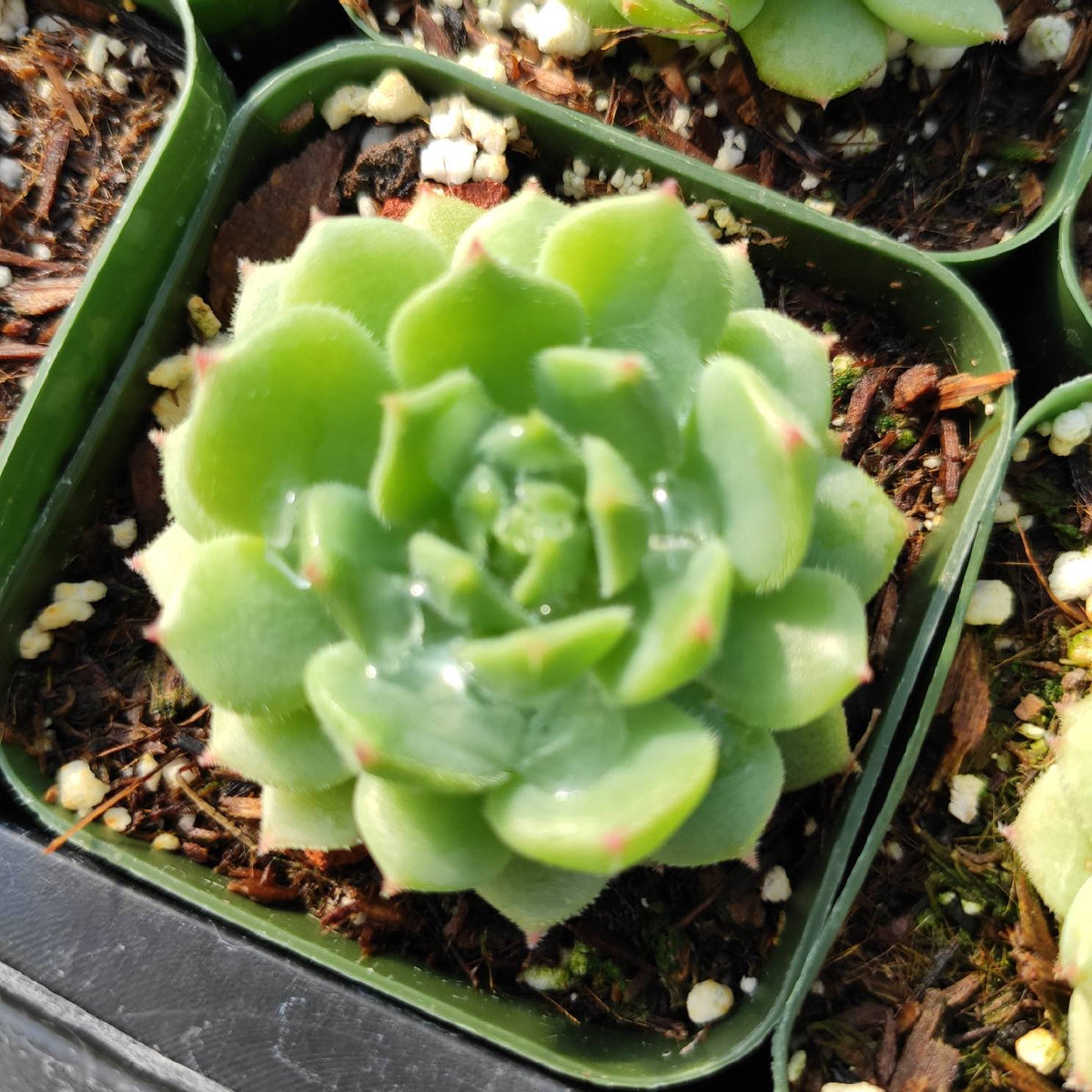 Echeveria 'Dondo' succulent in nursery pot, green-red rosette.