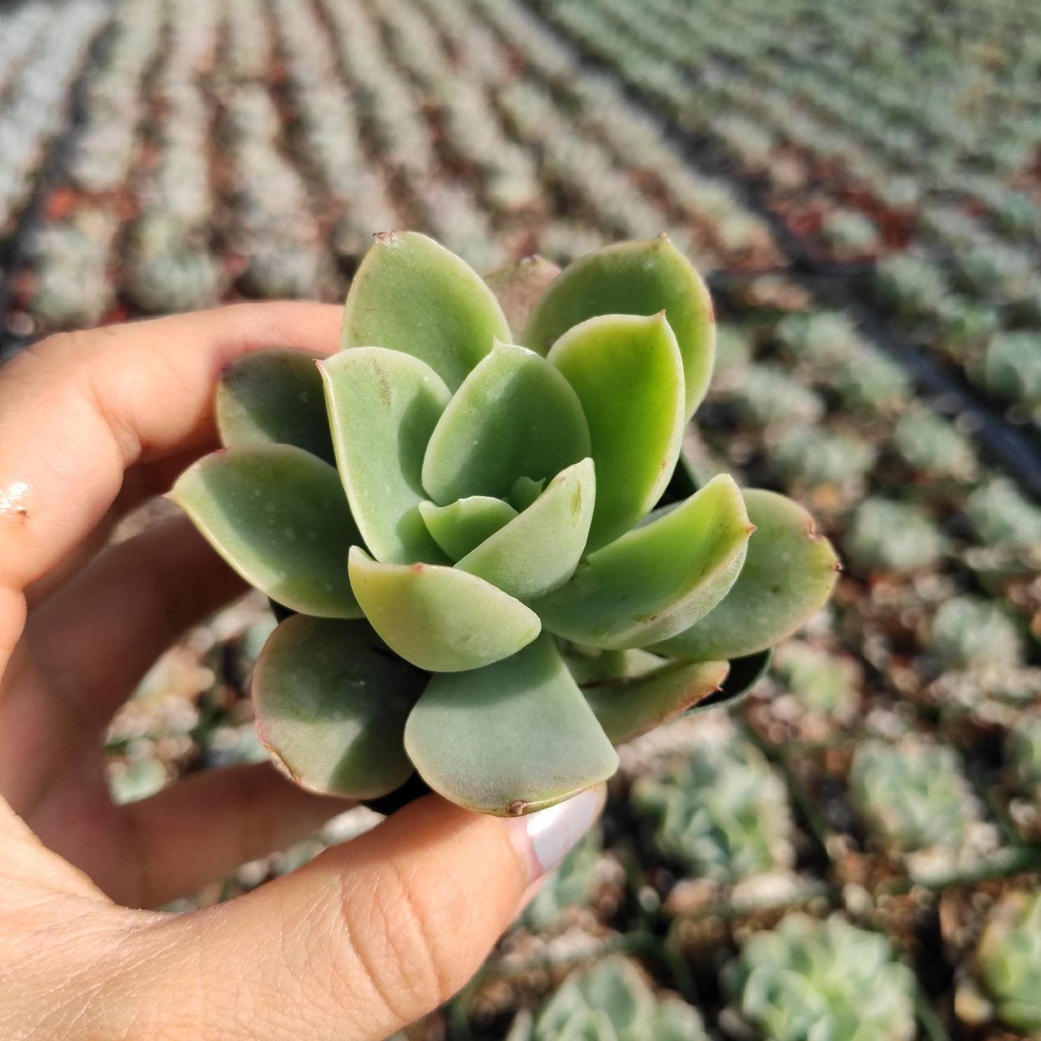 lime succulent Echeveria 'Lemon Lime' 2 Inch