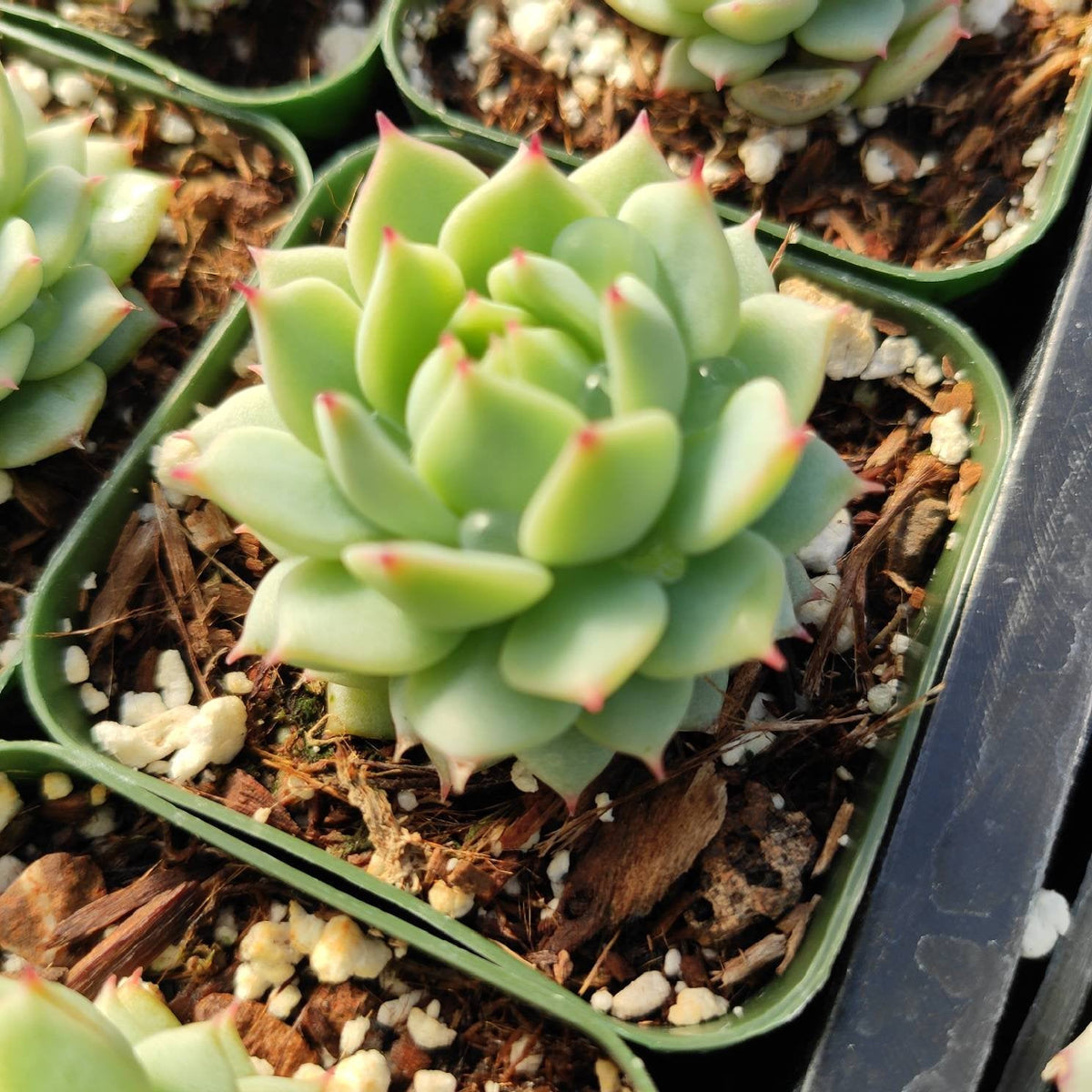 Echeveria Derenbergii Painted Lady Pink Tip in square pot.