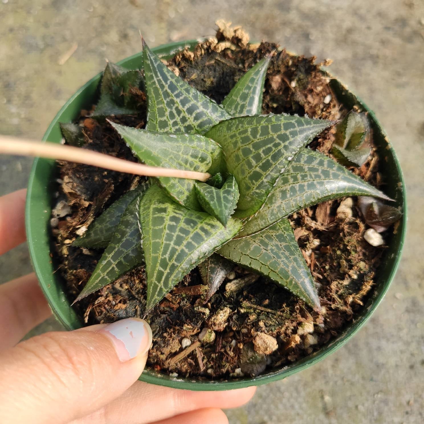venosa succulent Haworthia venosa subsp. tessellata Veined Haworthia 2 Inch