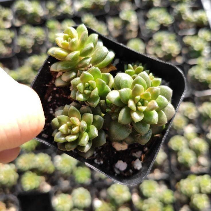 Cremnosedum cv. Little Gem - Succulents Depot