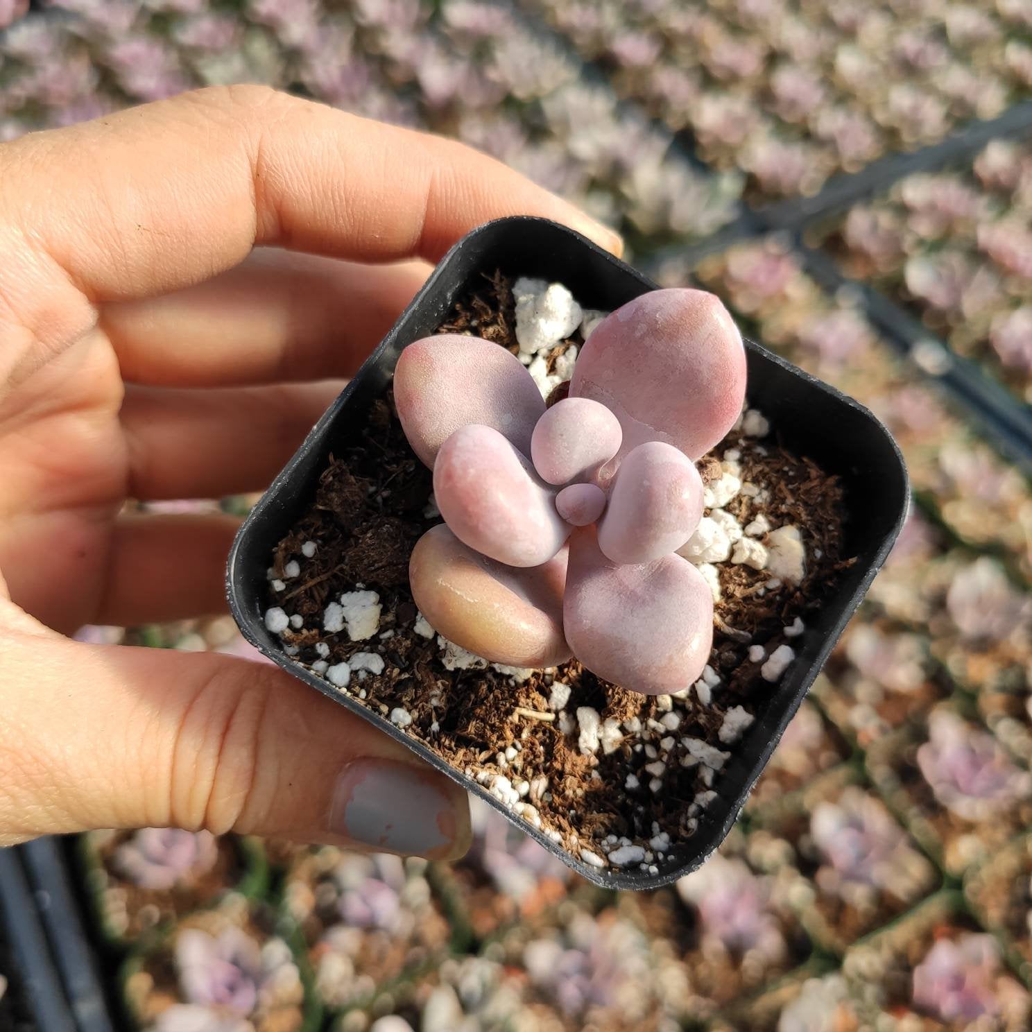 Graptopetalum amethystinum - Lavender Pebbles - Succulents Depot