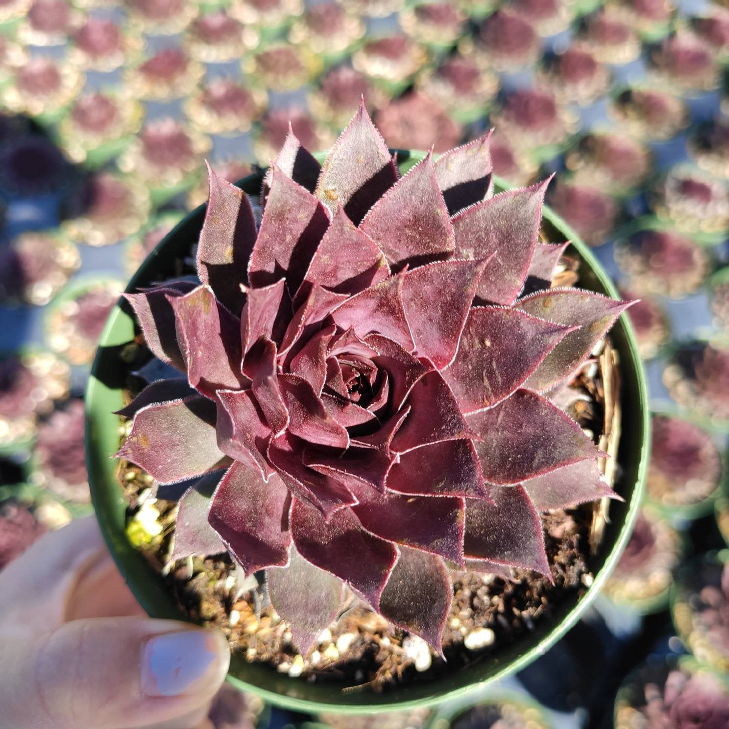 Sempervivum Red Lion - Succulents Depot