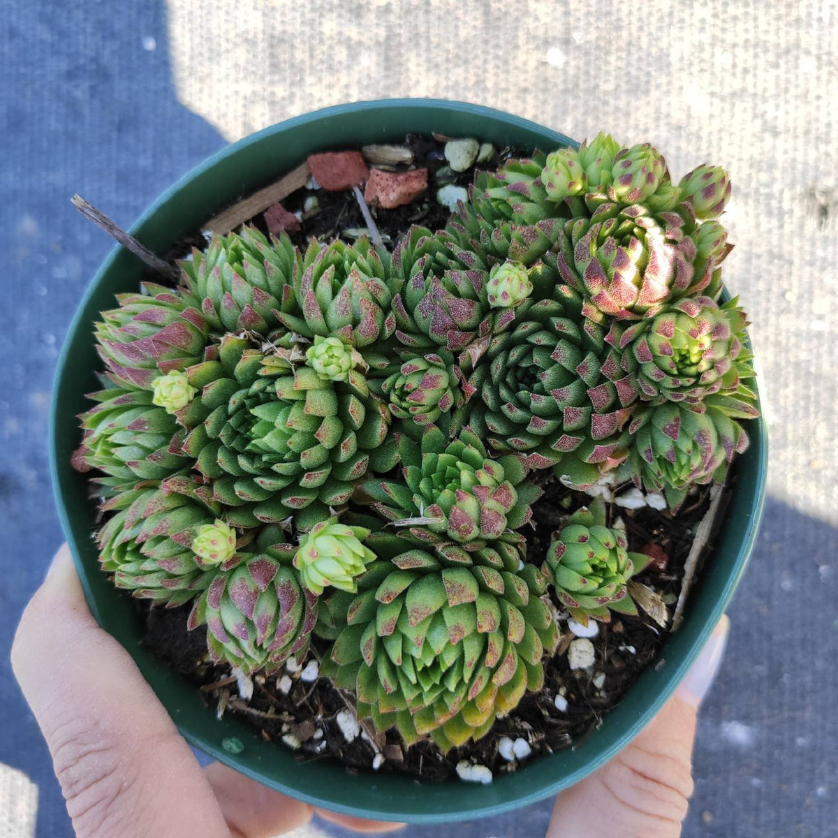 Sempervivum globiferum ssp. Hirtum rosettes in a nursery pot.