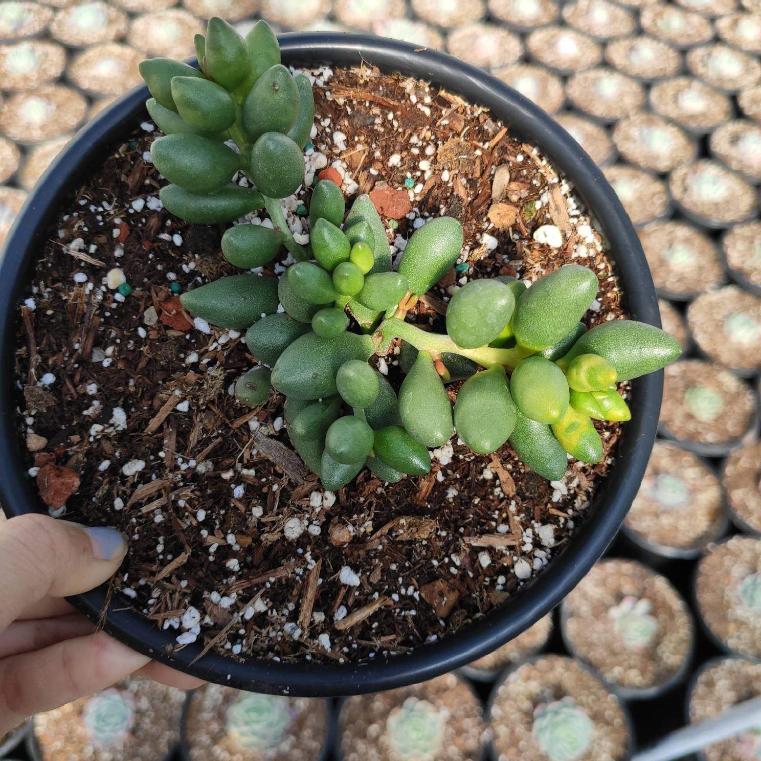 Adromischus oviforme - Succulents Depot